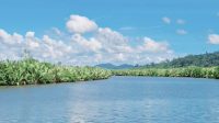 Gawat! Lurah Lopian Diduga terlibat Kasus Pemalsuan Surat dan Penipuan Jual Beli Tanah di Kawasan Sungai