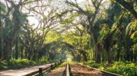 Padang Halaban Padang Halaban View, Lorong Rel Kereta Mirip Negeri Dongeng di Sumut