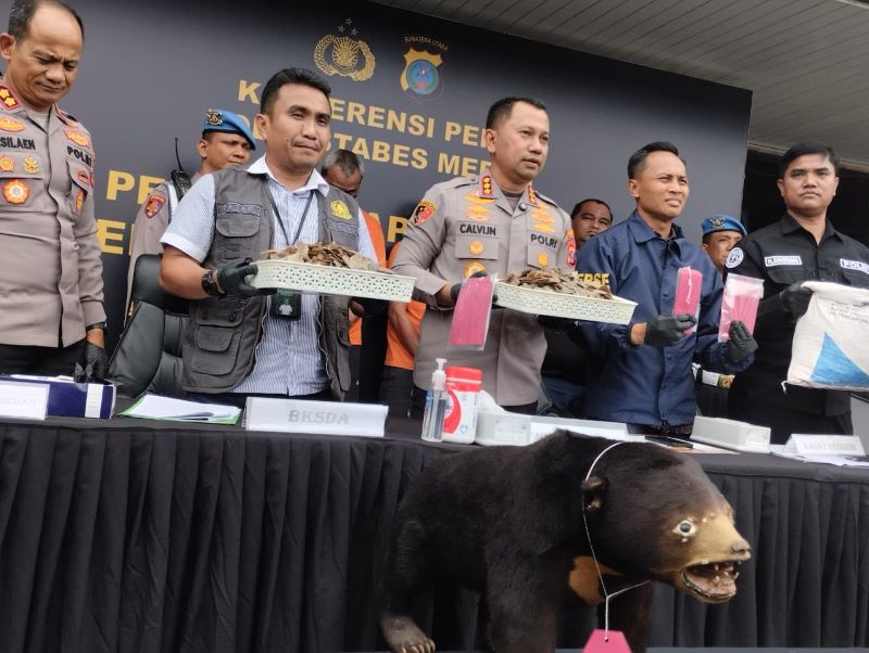 Polrestabes Medan Bongkar Jaringan Perdagangan Satwa Dilindungi di Medsos, Offset Beruang Madu dan 13 Kg Sisik Trenggiling Disita