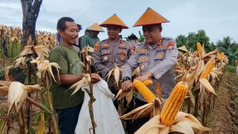 Polresta Barelang Panen Raya Jagung Dukung Swasembada Pangan 2025