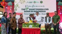 Sejarah Baru! Bayi Panda Pertama Lahir di Indonesia, Presiden Prabowo Beri Nama "Satrio Wiratama"