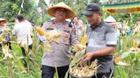Polres Labuhanbatu Gelar Panen Raya Jagung Serentak Dukung Ketahanan Pangan Nasional