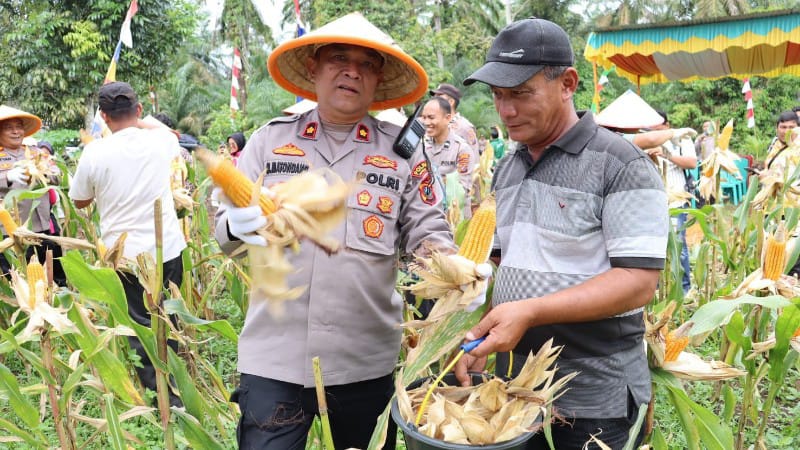 Polres Labuhanbatu Gelar Panen Raya Jagung Serentak Dukung Ketahanan Pangan Nasional