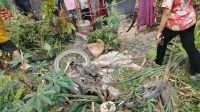 Ibu Rumah Tangga Tewas Tertabrak Kereta Api di Perbaungan