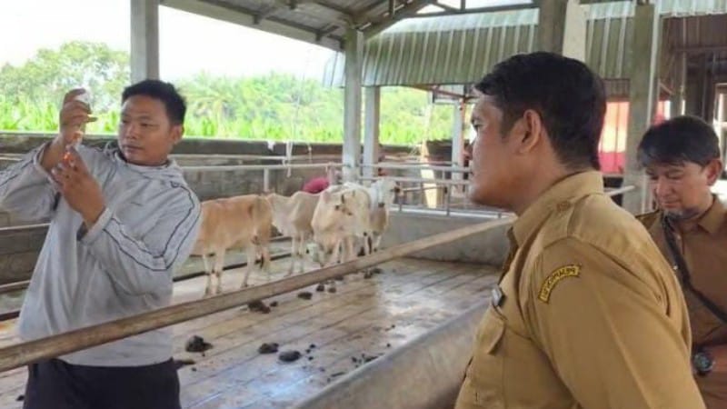 Pemko Binjai Vaksinasi 158 Sapi Antisipasi PMK Jelang Hari Raya