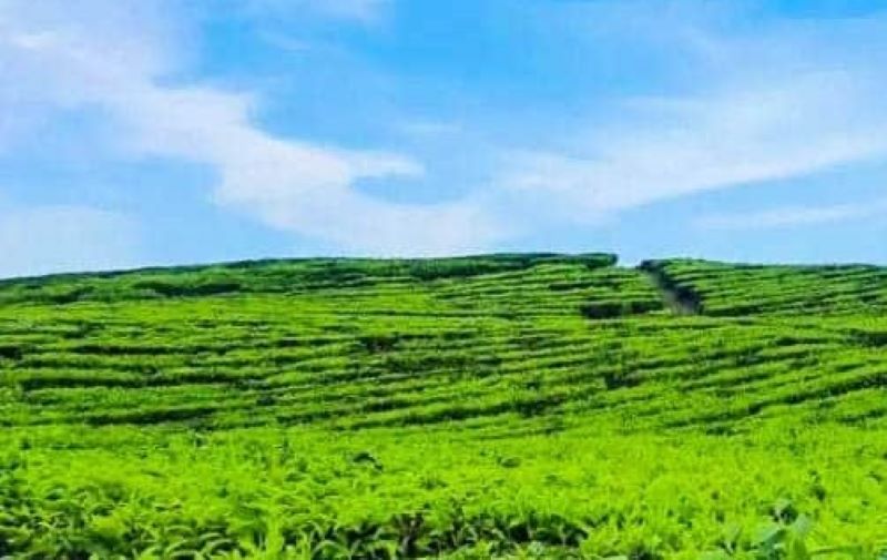 Liburan Seru di Sidamanik Simalungun: Surga Wisata Alam dari Kebun Teh Bah Butong hingga Pemandian Bah Damanik