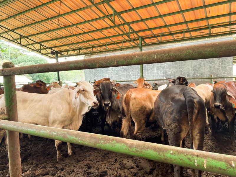 Pemerintah Pastikan Harga dan Pasokan Daging Sapi Stabil Jelang Ramadan 1447 H