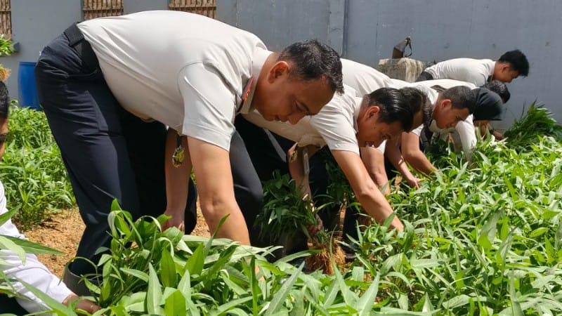 Lapas Batam Panen 150 Kg Kangkung Dukung Ketahanan Pangan