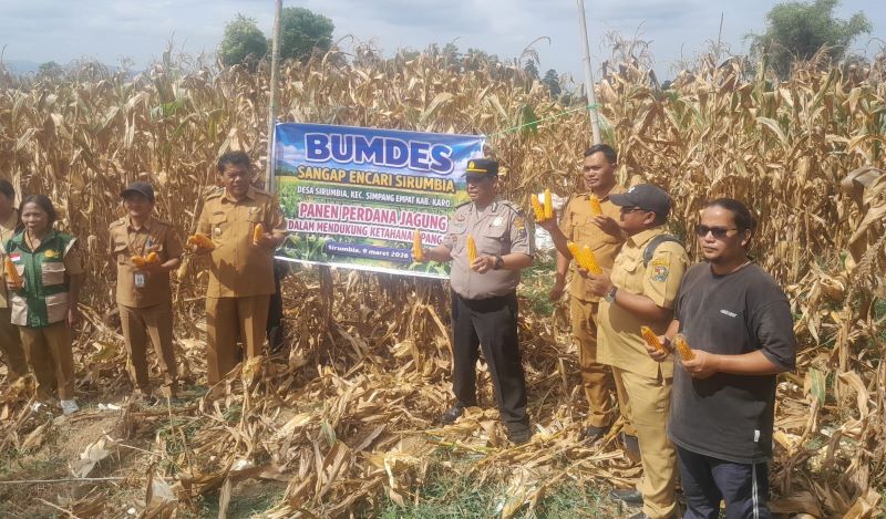 Panen Perdana Jagung BUMDes Sirumbia, Polsek Simpang Empat Dukung Pemberdayaan Ekonomi Desa