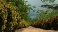 Bangka Botanical Garden: Wisata Gratis Hits di Pangkalpinang dengan Konsep Agrowisata Modern