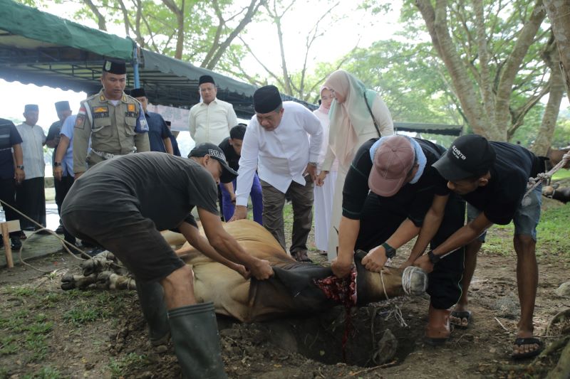 Pemkab Asahan Salurkan Semangat Iduladha Lewat Penyembelihan 101 Hewan Kurban