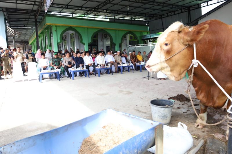 Presiden RI Kirim Bantuan Hewan Kurban, Bupati Asahan Saksikan Penyembelihan Sapi di Air Batu