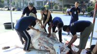 Semangat Idul Adha 1447 H, Lapas Batam Sembelih 8 Hewan Qurban Semangat Idul Adha 1447 H, Lapas Batam Sembelih 8 Hewan Qurban