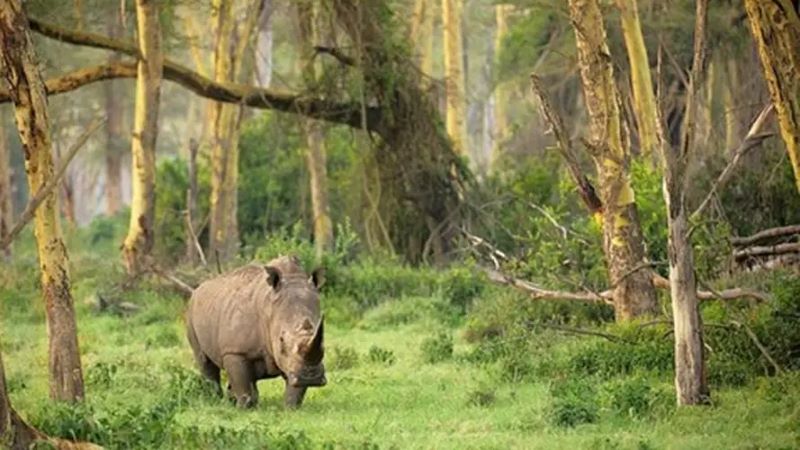 Taman Nasional Ujung Kulon, Surga Wisata Alam dan Rumah Badak Jawa yang Mendunia
