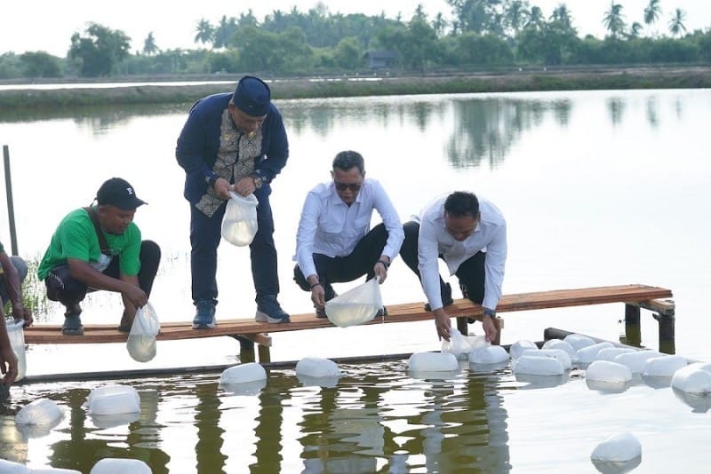 Pemulihan Ekonomi Aceh Dipercepat, Tambak Kembali Beroperasi dan 4 Juta Bibit Kopi Disiapkan untuk Petani Gayo