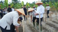 Wabup Asahan Apresiasi Program Penanaman Jagung Lapas Labuhan Ruku, Perkuat Ketapang dan Bekali Warga Binaan dengan Keterampilan Wabup Asahan Apresiasi Program Penanaman Jagung Lapas Labuhan Ruku, Perkuat Ketapang dan Bekali Warga Binaan dengan Keterampilan