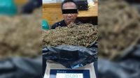 Oknum Satpam Nyambi Jual Ganja di Medan, Polisi Sita 3 Ons dan Buru Pemasok Oknum Satpam Nyambi Jual Ganja di Medan, Polisi Sita 3 Ons dan Buru Pemasok