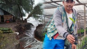 Mangrove Berkah Ekonomi, Abrasi Langkat Mengancam Maut