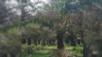 Hama Ulat Serang Kebun PTPN IV Regional 1 Tanah Raja, Produksi Sawit Terancam Menurun