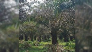 Hama Ulat Serang Kebun PTPN IV Regional 1 Tanah Raja, Produksi Sawit Terancam Menurun