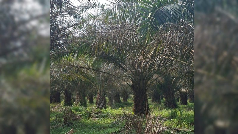 Hama Ulat Serang Kebun PTPN IV Regional 1 Tanah Raja, Produksi Sawit Terancam Menurun