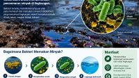 Ternyata Bakteri Bisa “Makan” Minyak: Kenali Bioremediasi, Cara Alam Bersihkan Pencemaran