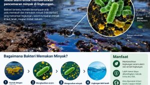 Ternyata Bakteri Bisa “Makan” Minyak: Kenali Bioremediasi, Cara Alam Bersihkan Pencemaran