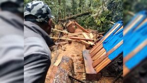 Dugaan Illegal Logging Marak di Kuta Jungak Pakpak Bharat, Warga Minta Polisi Bertindak