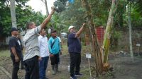Bupati Asahan Panen Perdana Pisang Kepok Abu, Varietas Unik yang Disiapkan Jadi Identitas Pertanian Asahan