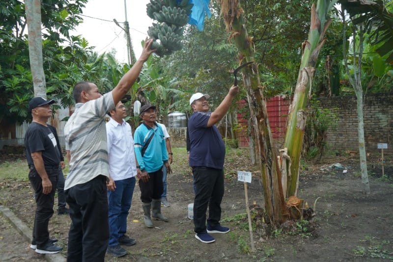 Bupati Asahan Panen Perdana Pisang Kepok Abu, Varietas Unik yang Disiapkan Jadi Identitas Pertanian Asahan